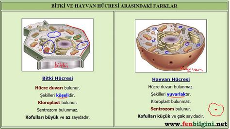 bitki ve hayvan hücresi özellikleri